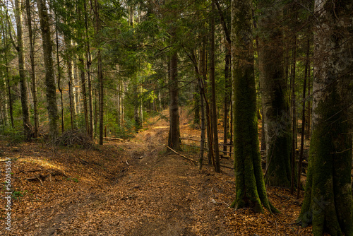 Road in the forest. Dense pine forest.
