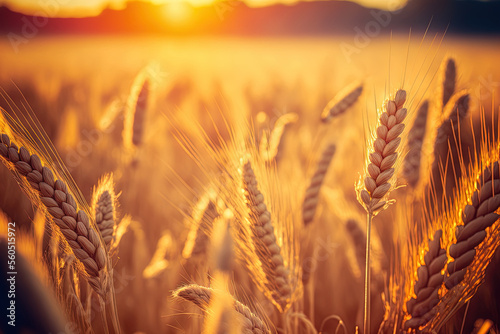 Wheat field. Ears of golden wheat close up. Beautiful Nature Sunset Landscape. Rural Scenery under Shining Sunlight. Background of ripening ears of meadow wheat field. Rich harvest Concept. Generative