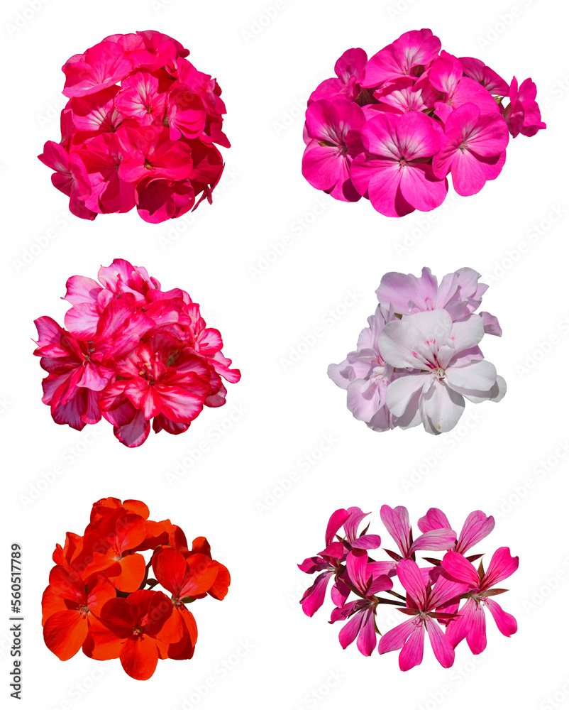 Differentes fleurs de géranium zonal et lierre