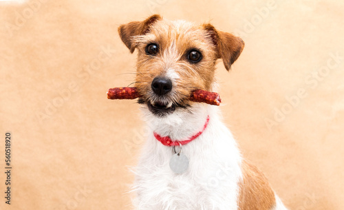 dog holding sausage in teeth, jack russell breed