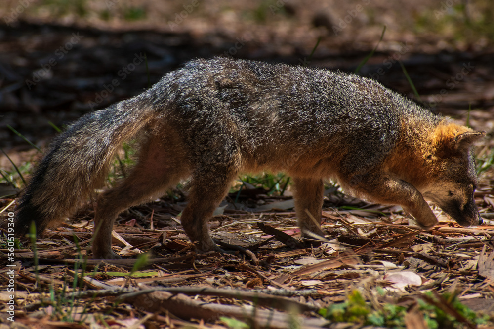 Obraz premium Channel Islands National Park, Santa Cruz Island off the coast of California, USA