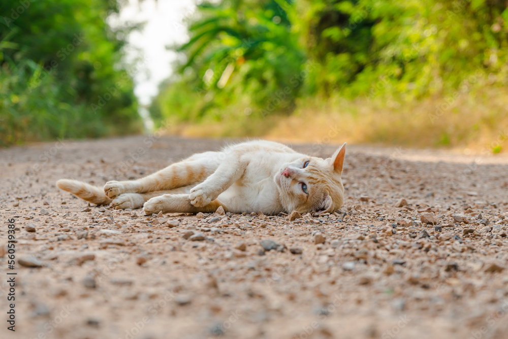 Fototapeta premium Orange cat playing on gravel road