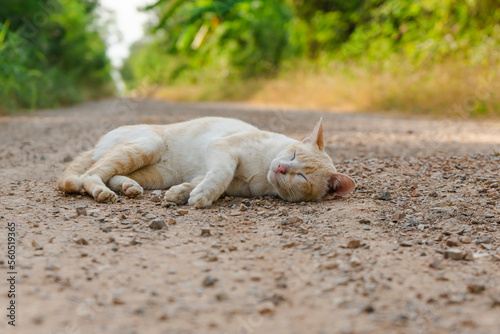 Orange cat playing on gravel road © Jirut