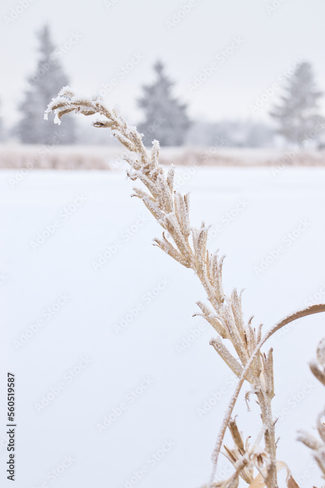Naklejka premium Frost on a plant next to a frozen lake on a cold winter day at Dalbey Memorial Park in Gillette, Wyoming.