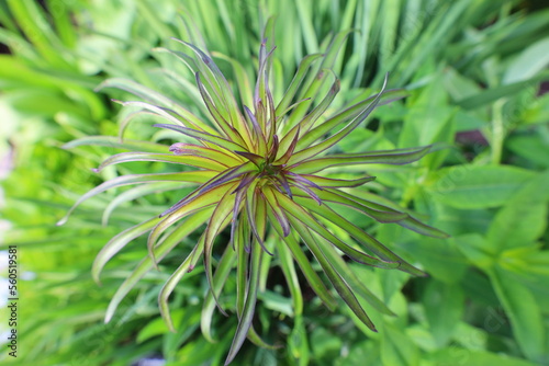 View on flower in the Jardin des Cinq Sens is a garden open to the public located in the heart of Yvoire in Haute-Savoie.