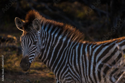Fototapeta Naklejka Na Ścianę i Meble -  Zebra in morning light