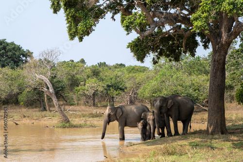 Canvas Print elephants in the savannah