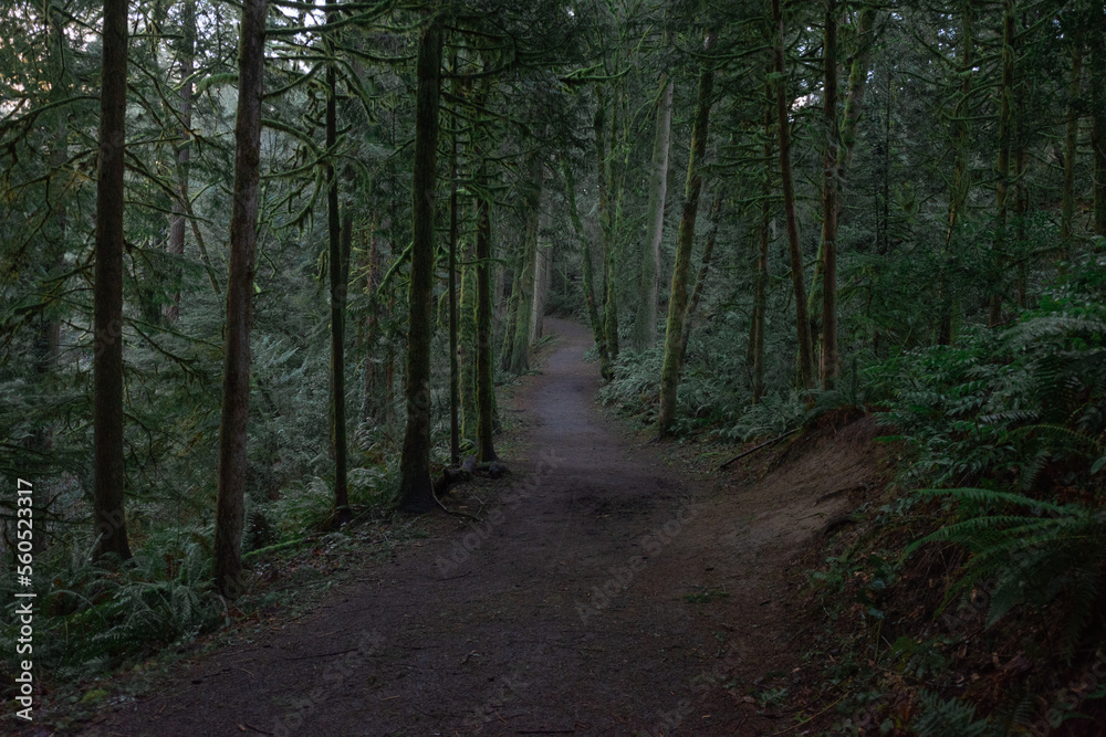 Mysterious hiking trail path through enchanted lush green dark mossy Pacific Northwest forest