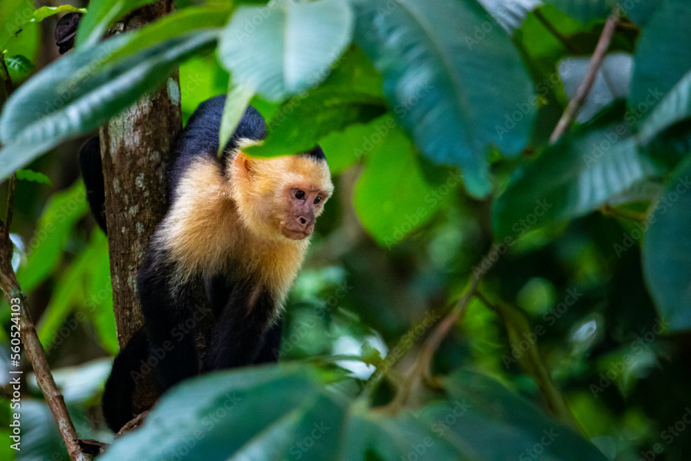 cute wild capuchin monkey jumping on palm trees in manuel antonio national park, Costa Rica, near quepos; Costa Rica wildlife in the rainforest cute wild capuchin monkey jumping on palm trees in manuel antonio national park, Costa Rica, near quepos; Costa Rica wildlife in the rainforest
