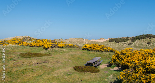 Flowering Gorse and dunes at Balmedie in Aberdeenshire  photo