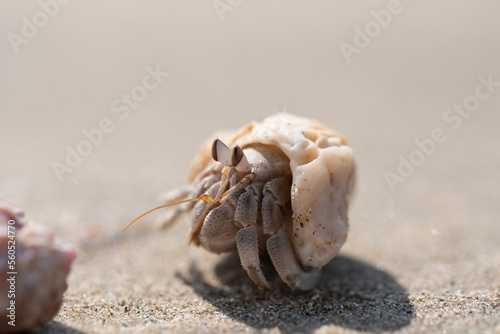Hermit crab. There are up to 500 species of hermit crabs. They are also often called crayfish. They have a soft bottom, which they hide in the shells of other animals.
