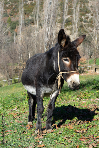Portrait of a brown donkey eating grass outside in the meadow