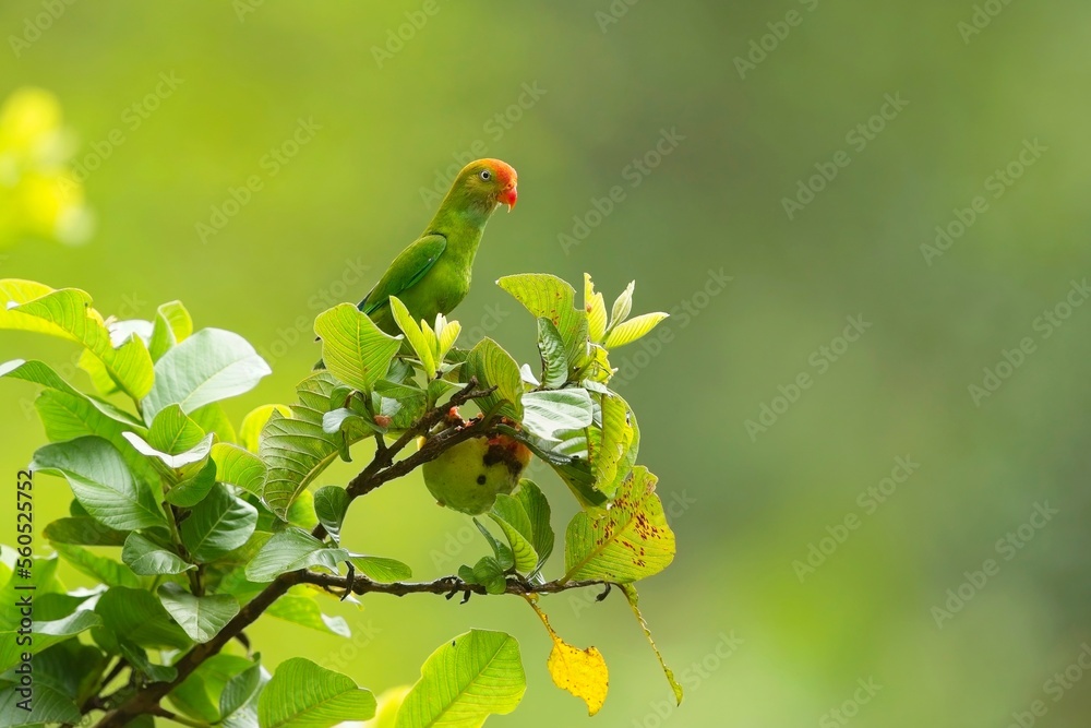 Sri Lanka Hanging-Parrot, Loriculus beryllinus, netopýrík cejlonský, sitting on a branch in good light. Sri Lanka Hanging-Parrot, Loriculus beryllinus, netopýrík cejlonský, sitting on a branch in good light.