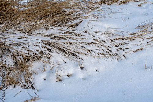 Snow-covered dry plants are covered with snow in the winter, after a blizzard...