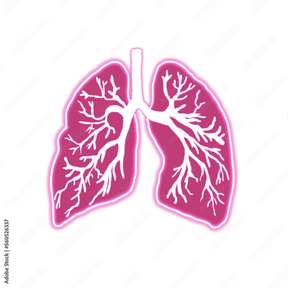Illustration showing human lungs anatomy Illustration showing human lungs anatomy