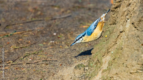 Beautiful small colorful eurasian nuthatch walking down on a tree trunk head first. Bird captured in Park in Sopot, Poland. 
