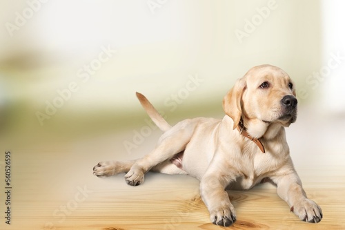 Young domestic dog pet playing