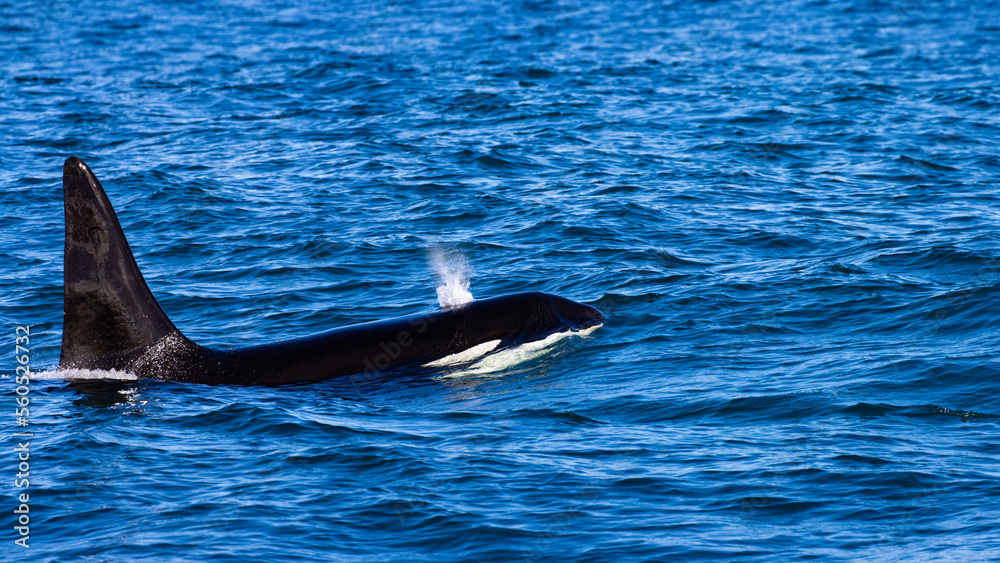 Naklejka premium Beautiful, impressive large killer whale male emerging from the surface spotted up close in the Icelandic Fjords near Ólafsvík on the Snæfellsnes Peninsula, Iceland