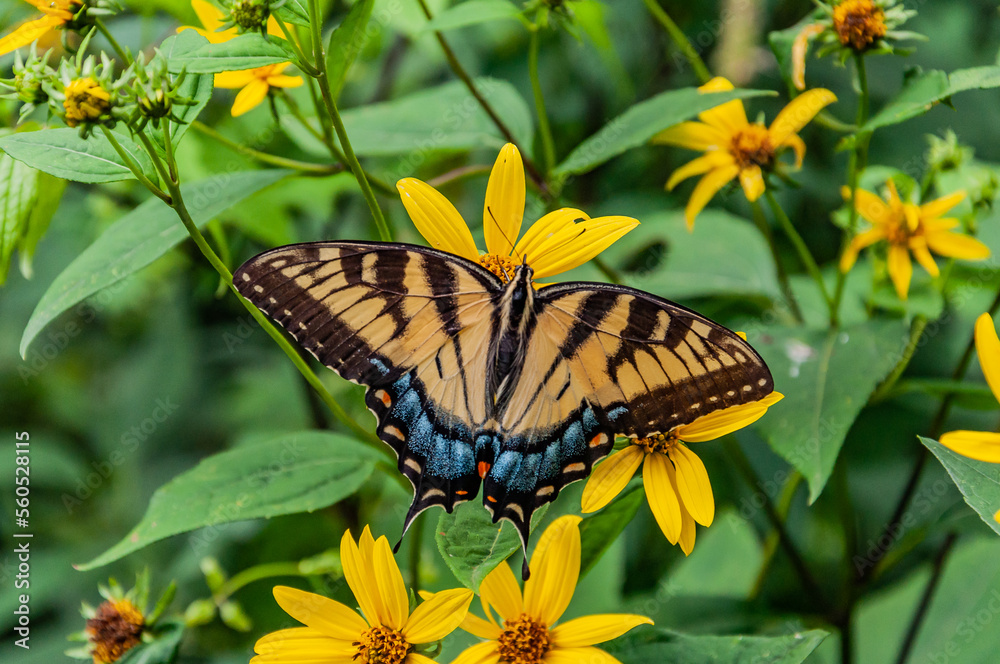 Eastern Swallowtail Butterfly, Shenandoah National Park, Virginia USA, Virginia Eastern Swallowtail Butterfly, Shenandoah National Park, Virginia USA, Virginia