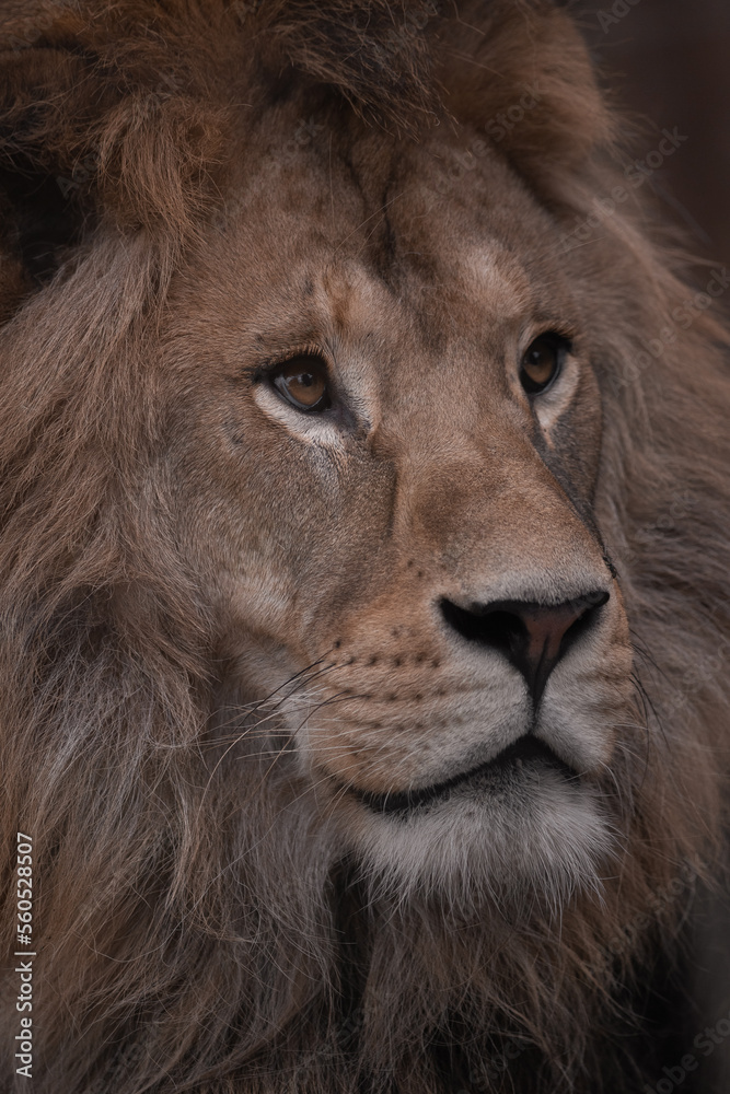 Portrait of a Beautiful african male lion in the dark, lion king