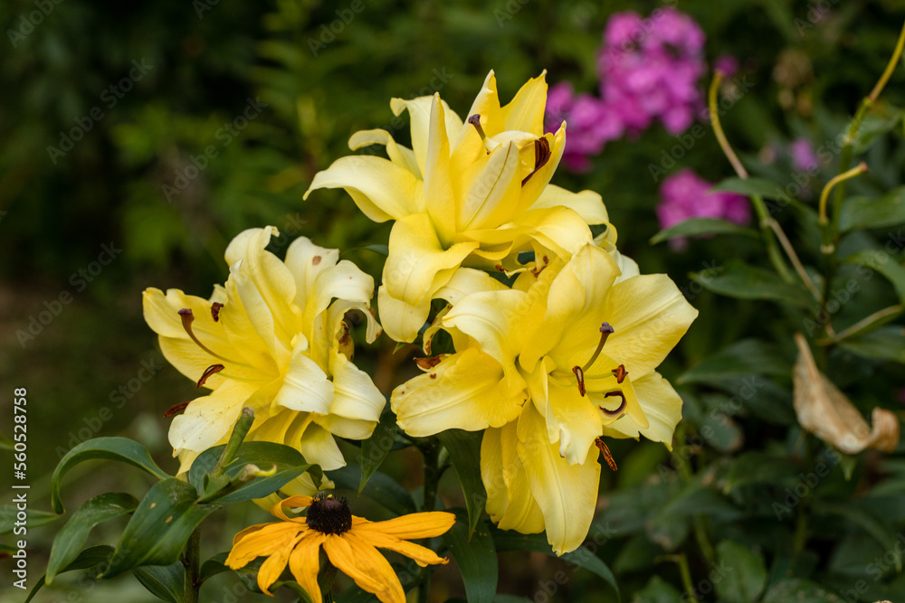 Lily Exotic Sun double yellow flowers - OT-Hybrid