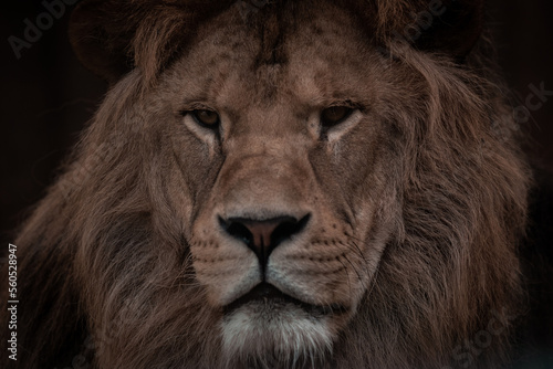 Portrait of a Beautiful african male lion in the dark  lion king