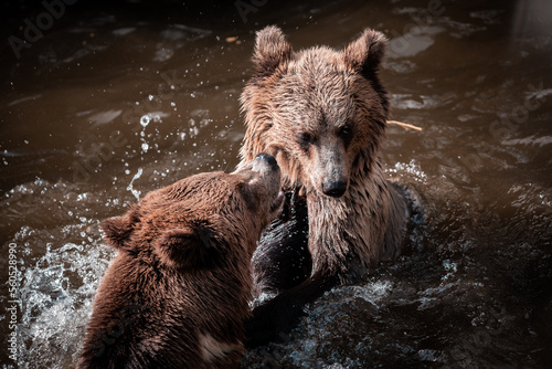  Majestic Brown bears (Ursus arctos), are  playing in the water during summer days in the wild, useful for newspaper,articles, Slovakia