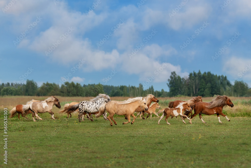 Herd of miniature shetland breed ponies with foals running in the field in summer
