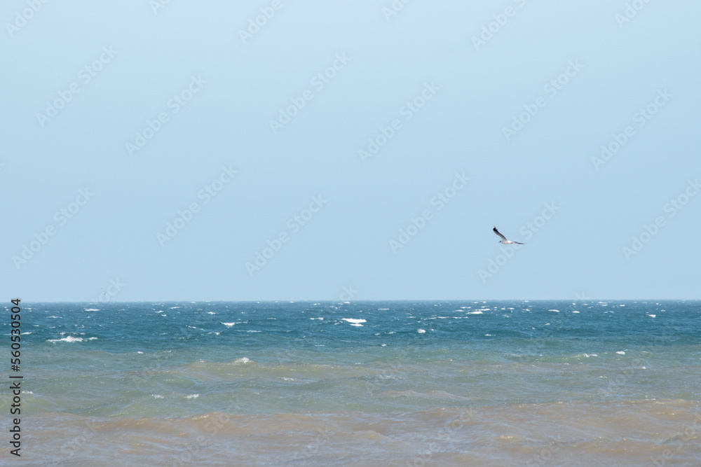 aves volando sobre la costa atlántica argentina