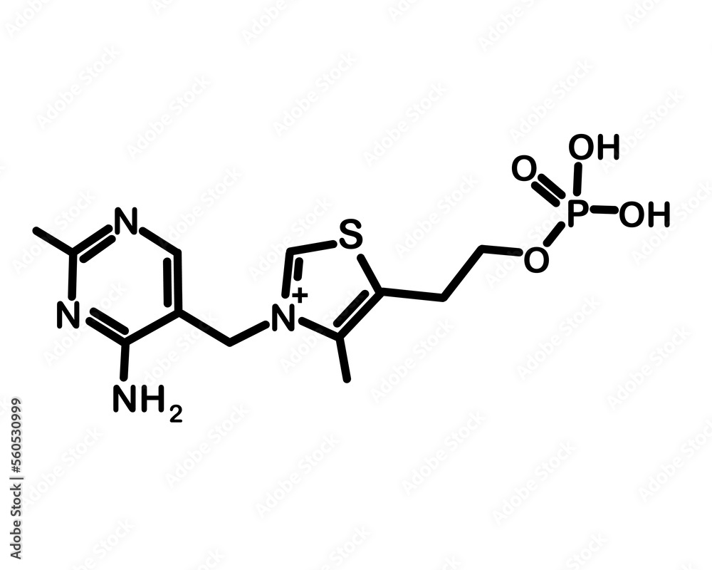 Chemical formula of thiamine monophosphate. Vector illustration Chemical formula of thiamine monophosphate. Vector illustration
