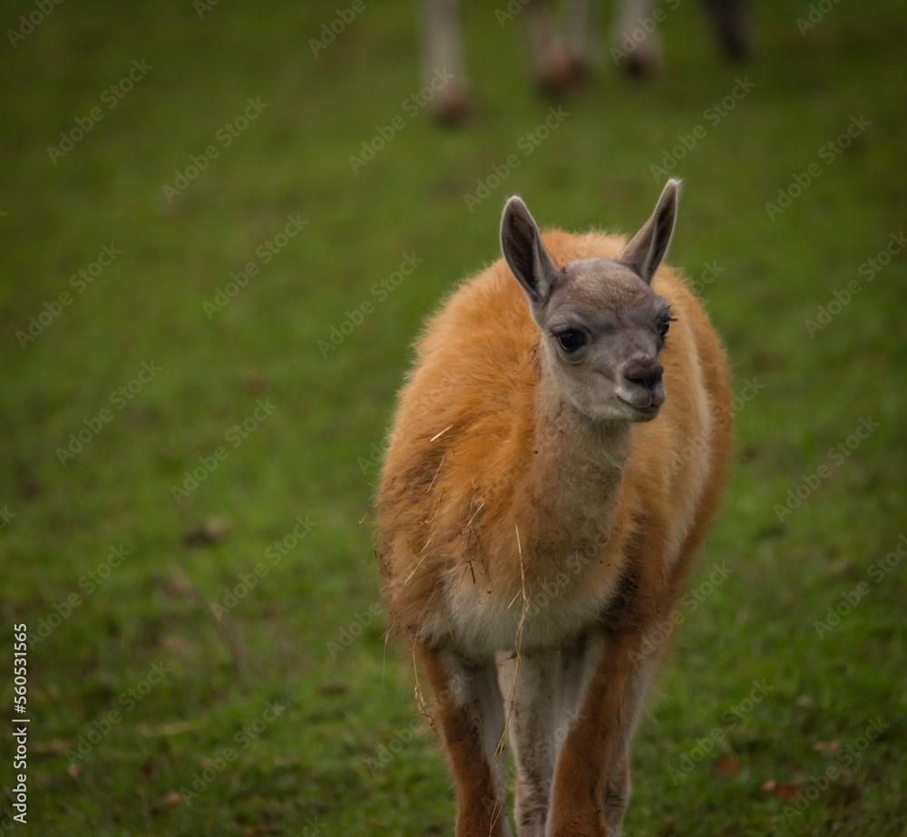 Llama on green grass in autumn day Llama on green grass in autumn day