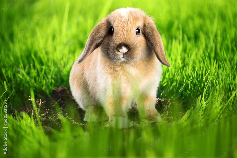 Small cute bunny or rabbit on green grass. Small cute bunny or rabbit on green grass.