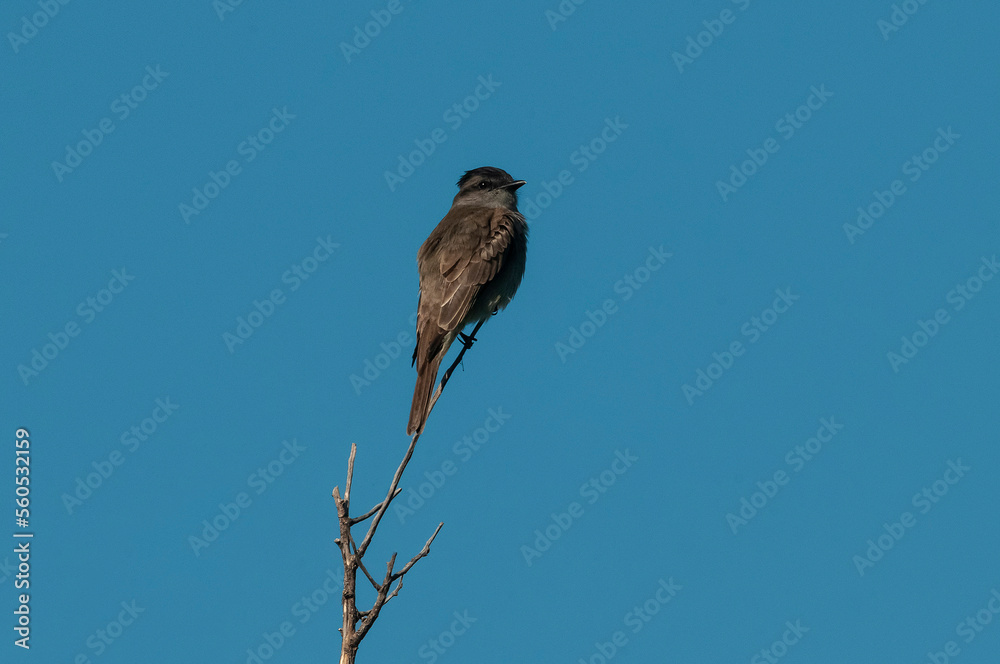 Crowned Slaty Flycatcher in Calden Forest environment, La Pampa Province, Argentina. Crowned Slaty Flycatcher in Calden Forest environment, La Pampa Province, Argentina.