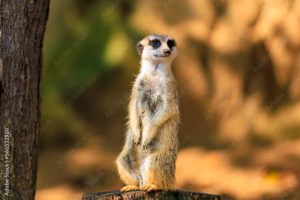 Fototapeta premium Meerkat with surprised emotion. Background with selective focus and copy space