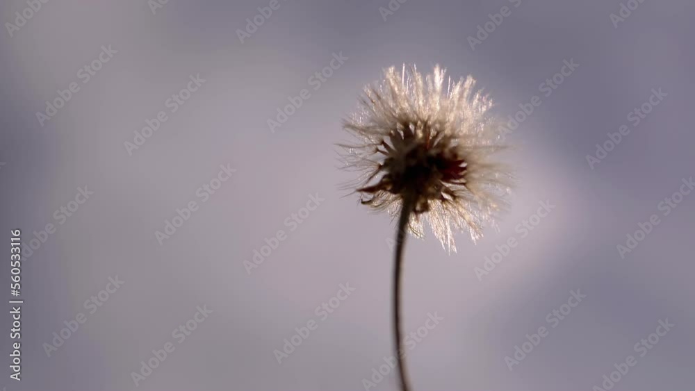 Hand Holds and Stretches a Dandelion to Blue Sky with Clouds in Rays of Sunlight. Fluffy white dandelion shimmers shine and glitter at sunset. Cloudiness. Dramatic sky. Summer. Recreation. Freedom. Hand Holds and Stretches a Dandelion to Blue Sky with Clouds in Rays of Sunlight. Fluffy white dandelion shimmers shine and glitter at sunset. Cloudiness. Dramatic sky. Summer. Recreation. Freedom.