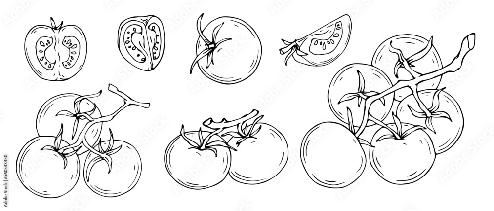 Set of linear sketches of tomatoes and vegetable slices. Vector graphics. Set of linear sketches of tomatoes and vegetable slices. Vector graphics.