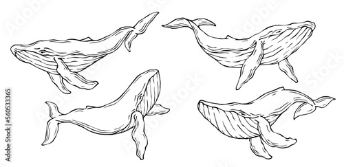 Set of linear sketches of blue whale aquatic mammals. Vector graphics. 