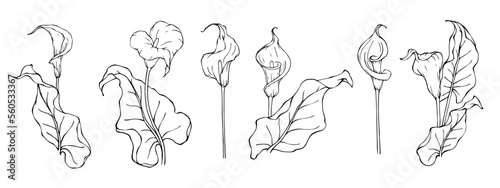 Set of linear sketches of calla flowers and leaves. Vector graphics.	