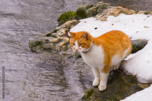 The bicolor cat on the coast of the forest creek in the early spring.