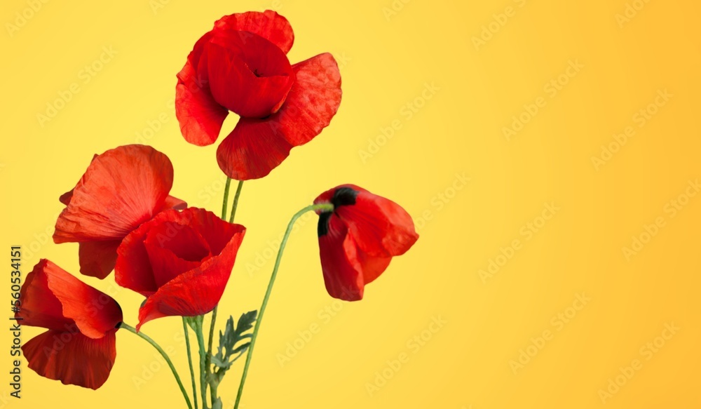 Fototapeta premium Fresh beautiful colored wild flowers