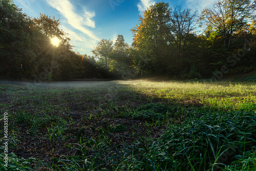 Morgensonne auf grünem Feld mit Nebel