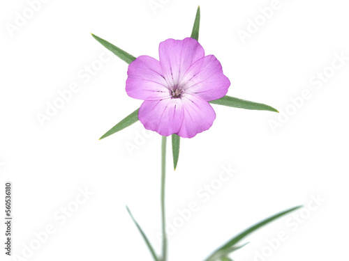 Corn cockle plant with pink flower isolated on white