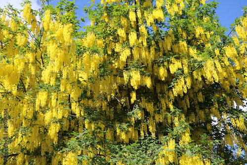 Yellow flowering Laburnum in spring, Sweden