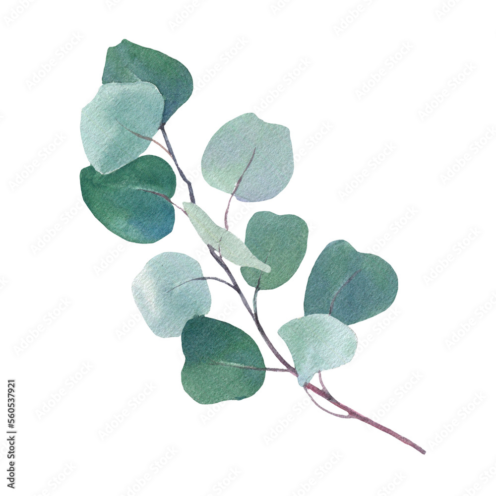 Fototapeta premium Branch eucalyptus, watercolor illustration isolated on white background for your decor or print, wedding flowers, baby shower flowers.