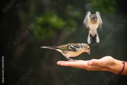 common finches eating in hand