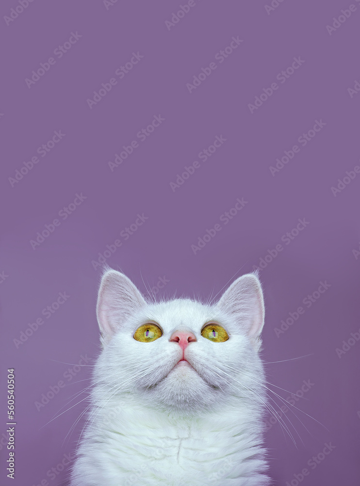 Portrait of a funny white british cat looking up on a vertical background. Vertical banner, copy space