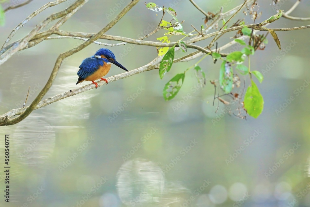 Fototapeta premium The common kingfisher (Alcedo atthis), ledňáček říční also known as the Eurasian kingfisher sitting on a branch catching fish.