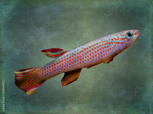 killifish fish in aquarium photo