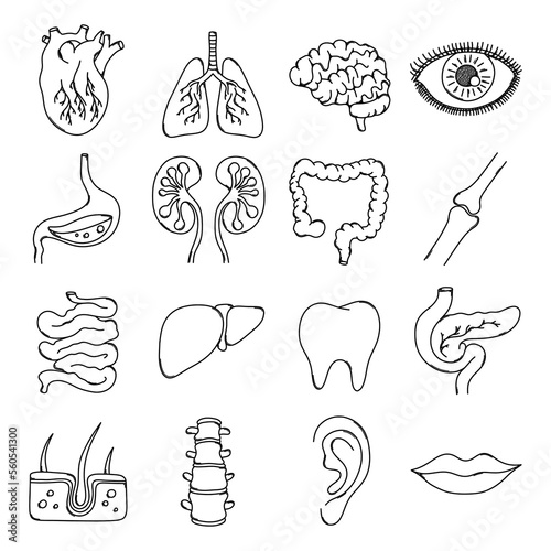 Human organs Doodle vector icon set. Drawing sketch illustration hand drawn line eps10