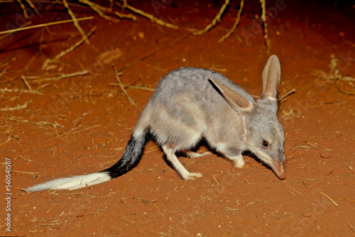 Macrotis